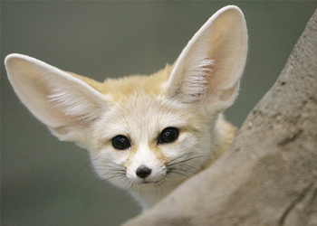 Trắc nghiệm đoán tên động vật