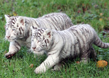 Trắc nghiệm đoán tên động vật