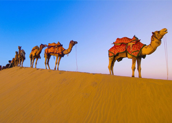 Trắc nghiệm đoán tên động vật