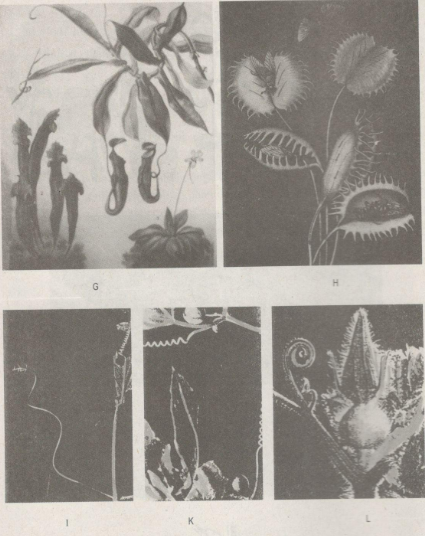 Giải bài tập SBT Sinh học 11: Bài tập có lời giải trang 43