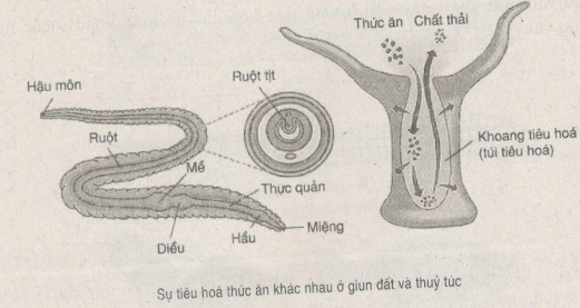Giải bài tập SBT Sinh học 11: Bài tập tự giải trang 34