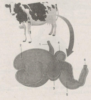 Giải bài tập SBT Sinh học 11: Bài tập tự giải trang 34