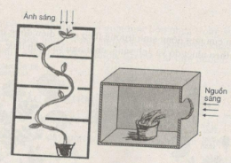 Giải bài tập SBT Sinh học 11 trang 51