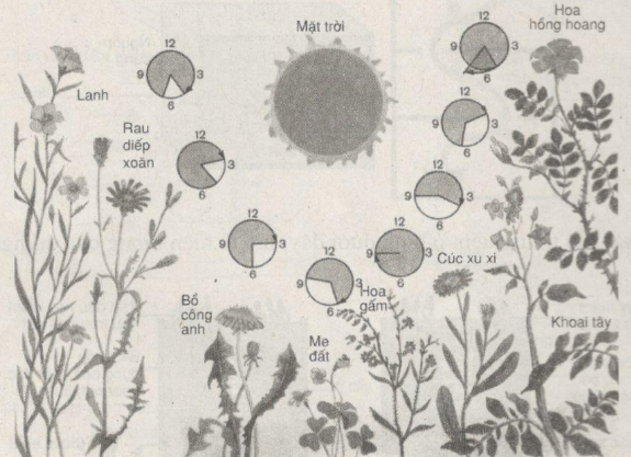 Giải bài tập SBT Sinh học 11 trang 51