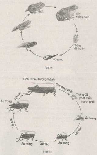 Giải bài tập SBT Sinh học 11 trang 79