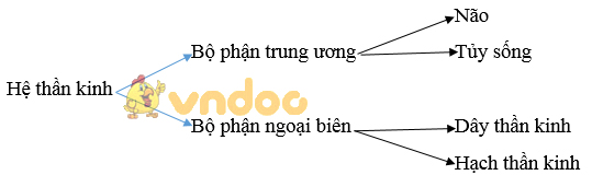 Giải bài tập SGK Sinh học 8 bài 43: Giới thiệu chung hệ thần kinh