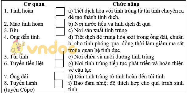 Giải bài tập SGK Sinh học 8 bài 60: Cơ quan sinh dục nam