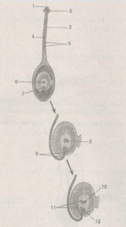 Giải bài tập SBT Sinh học 11 trang 91