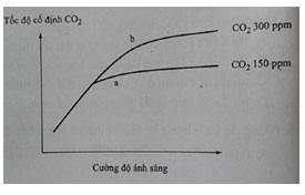 Trắc nghiệm Sinh học 11