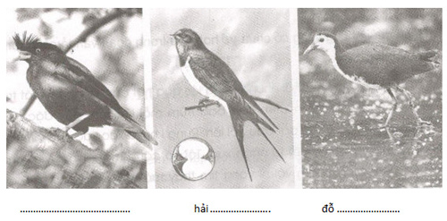 Giải vở bài tập Tiếng Việt lớp 5 tuần 8