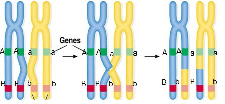Tóm tắt lý thuyết Sinh học 12 bài 11