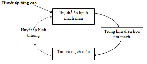 Sinh học 11