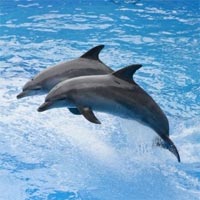 Tranh tô màu con cá heo