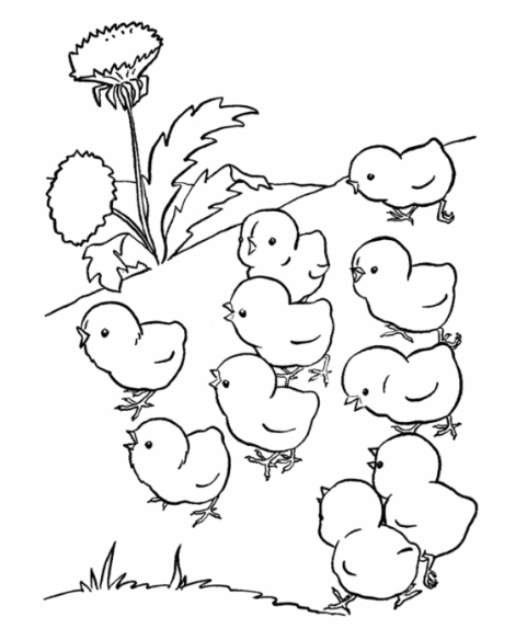 Tranh tập tô hình con gà