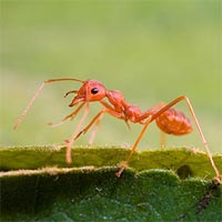 Tranh tô màu hình con kiến