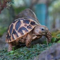 Tranh tô màu hình con rùa đáng yêu