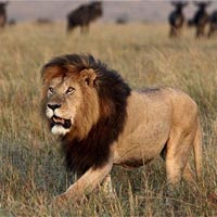 Tranh tô màu hình con sư tử