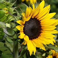 Tranh tô màu hoa hướng dương