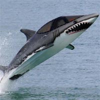 Tranh tô màu con cá mập cho bé