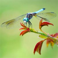 Tranh tô màu con chuồn chuồn nhiều màu sắc