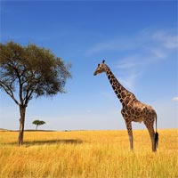 Tranh tô màu con hươu cao cổ cho bé