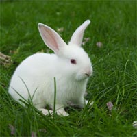 Tranh tô màu hình con thỏ siêu cute