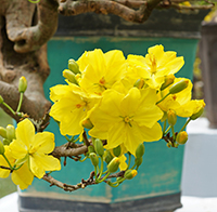 Tranh tô màu hoa mai đẹp nhất