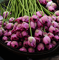 Tranh tô màu hoa sen cho bé