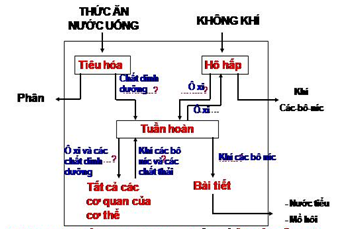 Giải Vở bài tập Khoa học lớp 4 bài 3