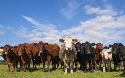 Từ vựng Tiếng Anh lớp 8 Unit 2