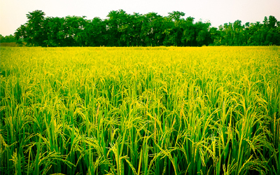 Từ vựng Tiếng Anh lớp 8 Unit 2