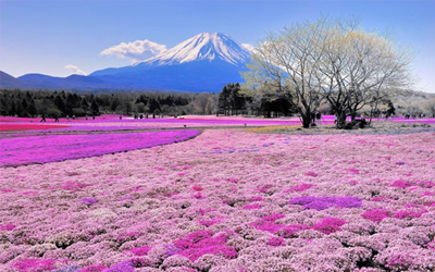 Từ vựng Tiếng Anh lớp 8 Unit 2