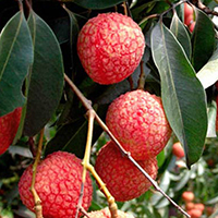 Thuyết minh về cây vải ở quê em