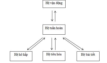 Giải Sách bài tập Sinh Học 8 bài 35: Ôn tập học kì 1
