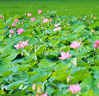 Bài thu hoạch liên hệ bản thân tự diễn biến, tự chuyển hóa