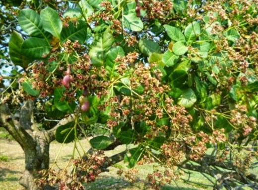 Thuyết minh về cây điều