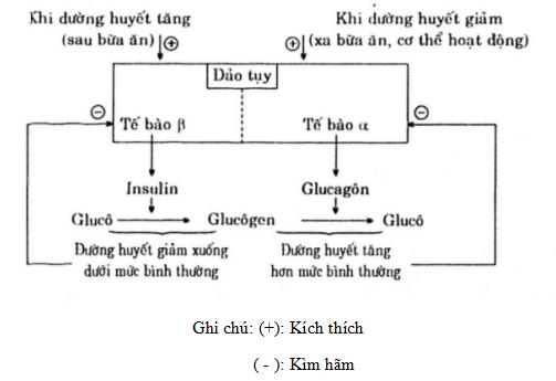 Giải Sách bài tập Sinh Học 8 Bài 57