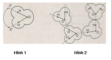 Giải bài tập SBT Sinh học 10 trang 18