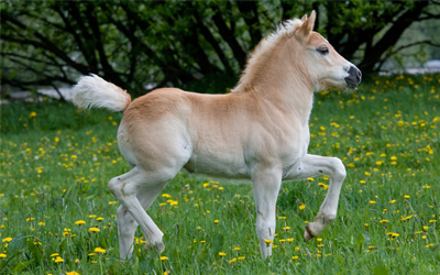 từ vựng tiếng anh