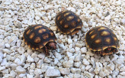 từ vựng tiếng anh