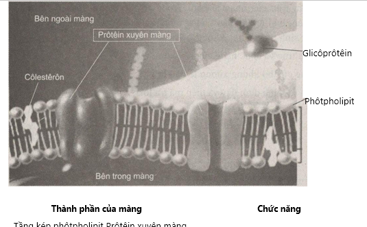 Giải bài tập SBT Sinh học 10 trang 131