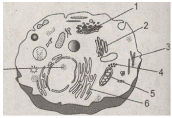Giải bài tập SBT Sinh học 10 trang 131
