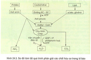 Giải bài tập SBT Sinh học 10 trang 146
