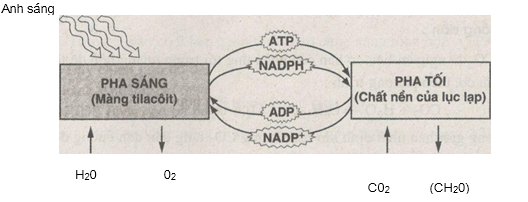 Giải bài tập SBT Sinh học 10 trang 50