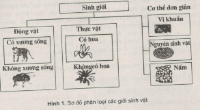 Giải bài tập SBT Sinh học 10 trang 5