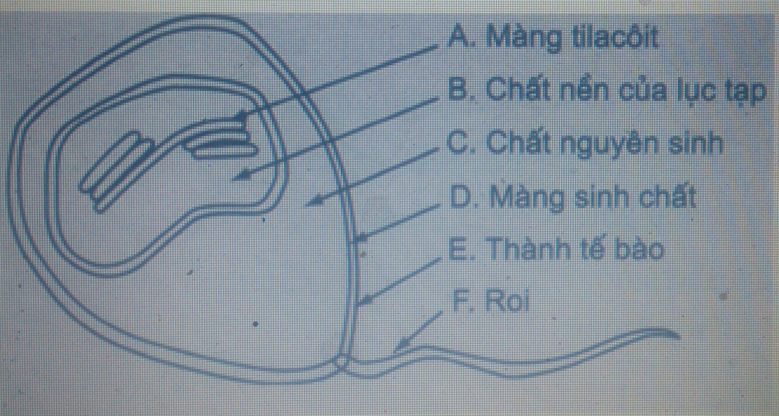 Giải bài tập SBT Sinh học 10 trang 5
