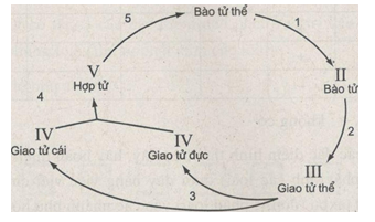 Giải bài tập SBT Sinh học 10 trang 5
