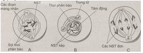 Giải bài tập SBT Sinh học 10 trang 66