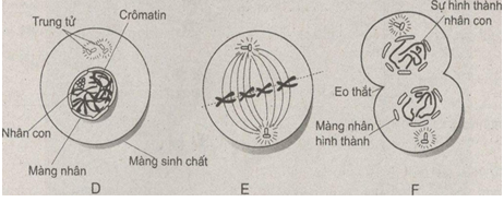 Giải bài tập SBT Sinh học 10 trang 66