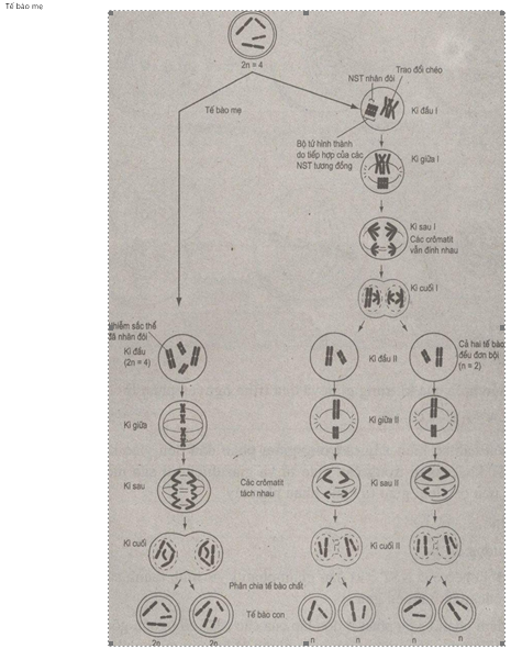 Giải bài tập SBT Sinh học 10 trang 66
